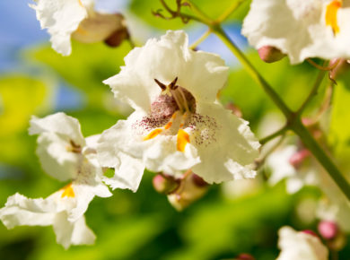 Le Catalpa (Catalpa bignonioides) : un atout pour votre jardin