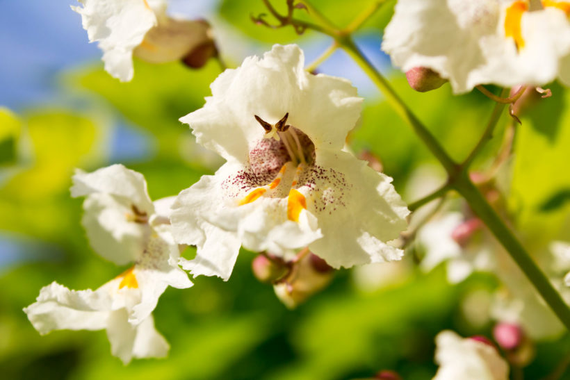 Le Catalpa (Catalpa bignonioides) : un atout pour votre jardin