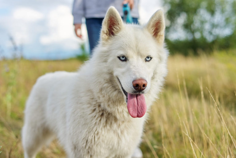 Chenilles processionnaires : comment protéger votre chien ?