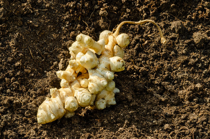 comment cultiver des topinambours dans votre potager en 4 étapes