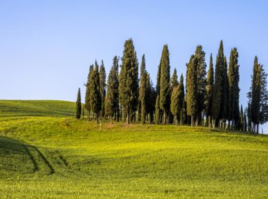 Le cyprès : comment le planter et bien l'entretenir dans le jardin ?