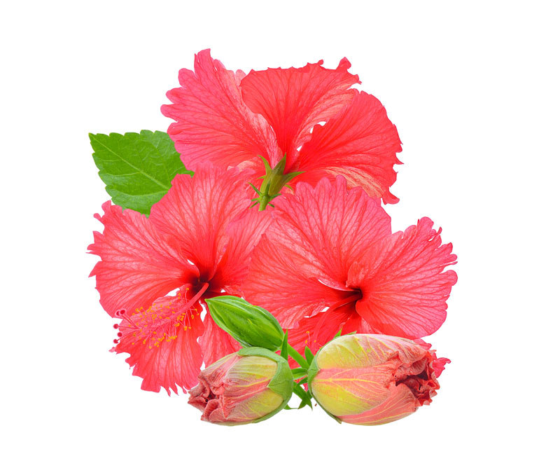 les bienfaits de l'hibiscus