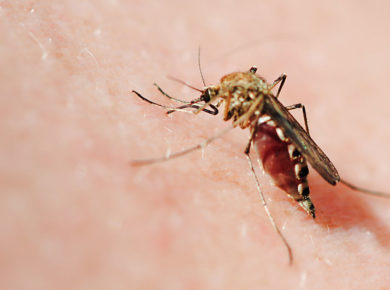les moustiques ne vous piquent pas au hasard : voici pourquoi