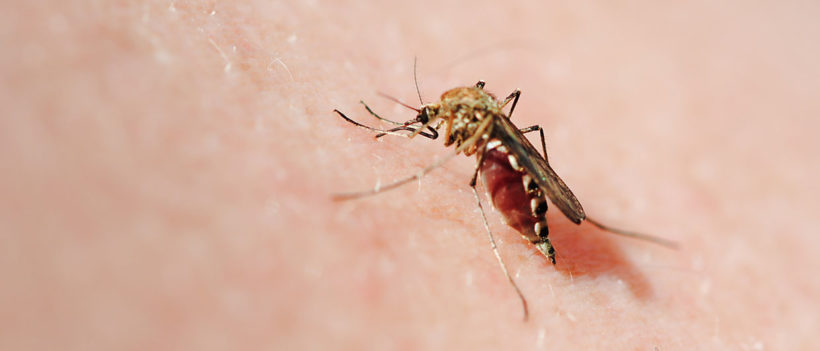 les moustiques ne vous piquent pas au hasard : voici pourquoi