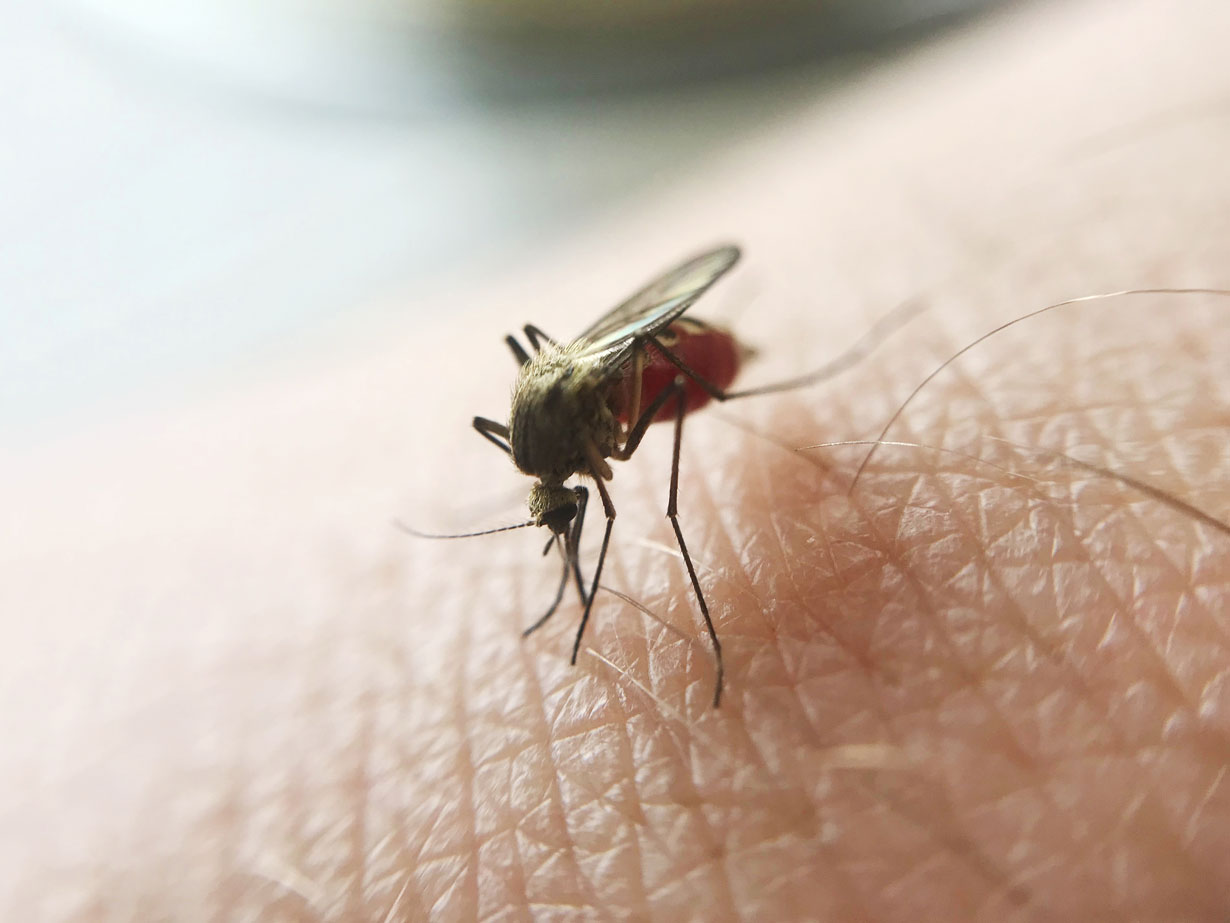les origines des piqures de moustiques