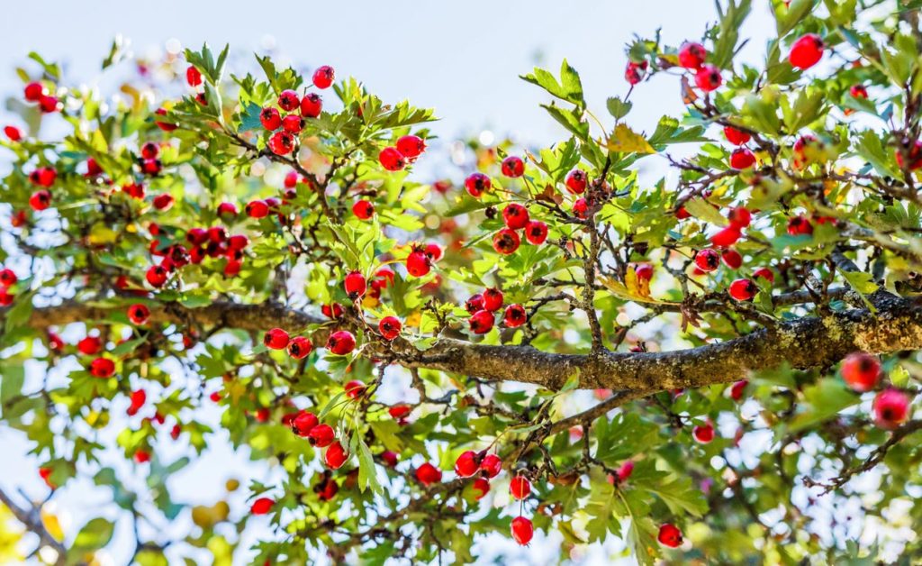 Aubépine : comment le planter et l'entretenir dans le jardin