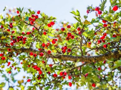 Aubépine : comment le planter et l'entretenir dans le jardin