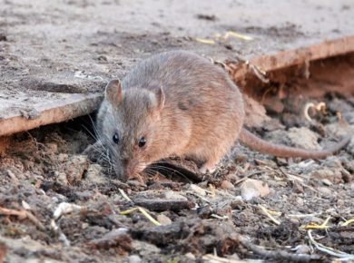 prolifération des rats, quels sont les risques ?