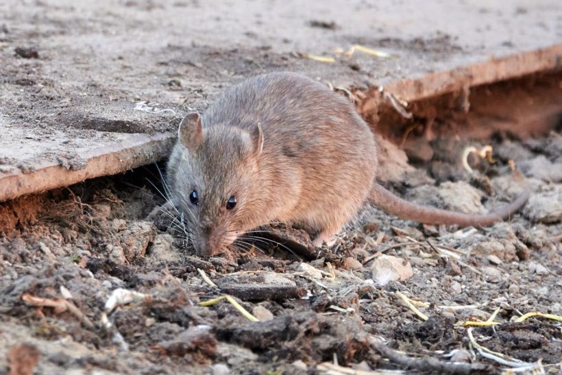 prolifération des rats, quels sont les risques ?