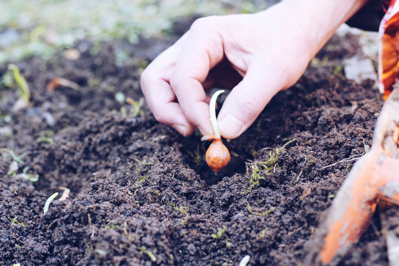 conseils pour bien planter des oignons