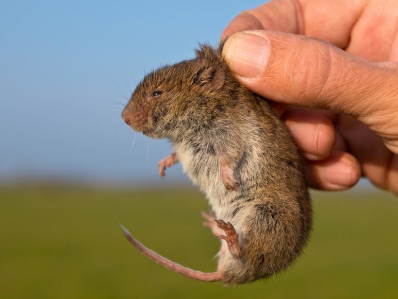 Souris, mulot et campagnol : comment bien les reconnaitre