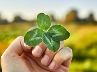 Le trèfle, symbole de la Saint-Patrick