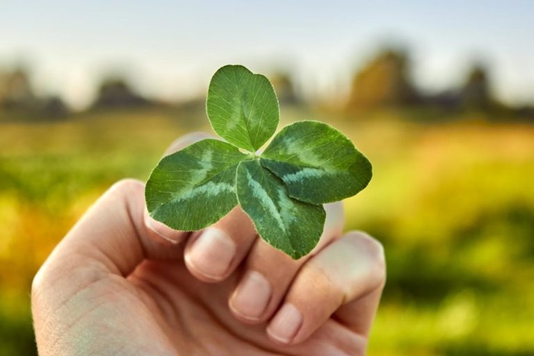 Le trèfle, symbole de la Saint-Patrick