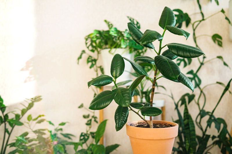 Ficus elastica (Ficus robusta) : favorise la détente