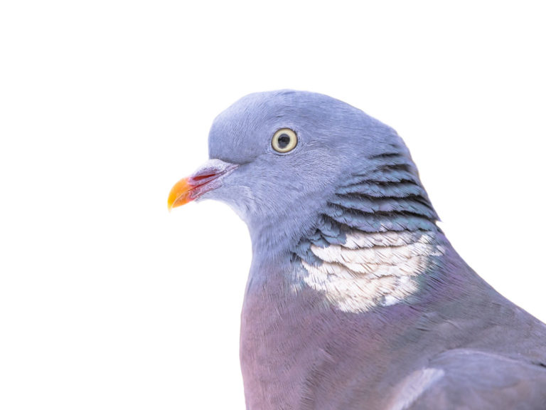 Fientes de pigeons : comment s'en débarrasser ?