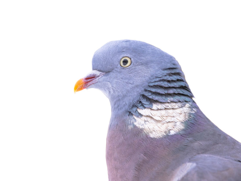 Fientes de pigeons : comment s'en débarrasser ?