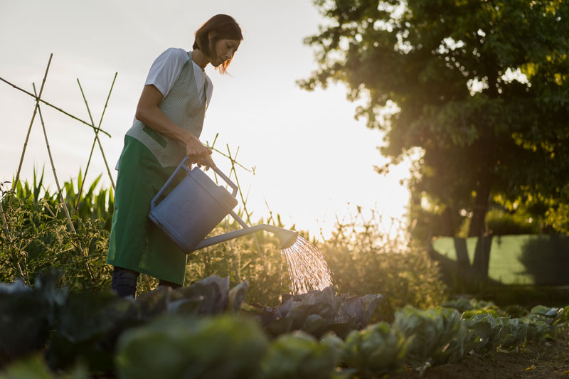 Arroser au bon moment votre potager lors de canicule