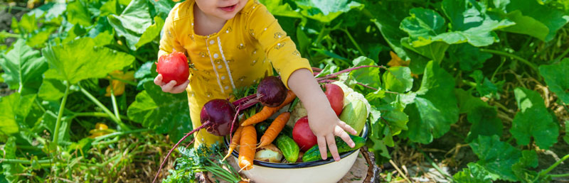 les bonnes variétés de légumes pour un 1er potager