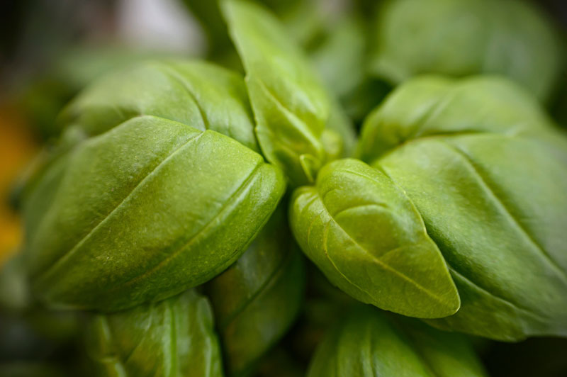 Basilic : pourquoi c’est toujours l’herbe associé aux tomates ?