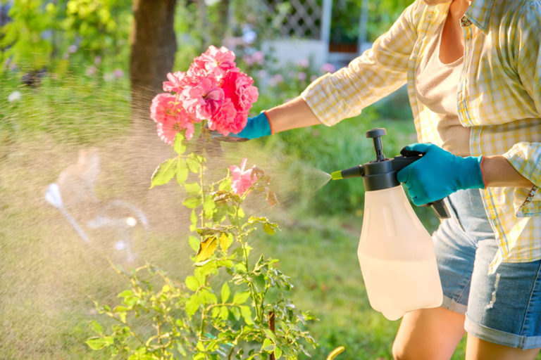 utilisation pratiques du bicarbonate de soude pour votre jardin