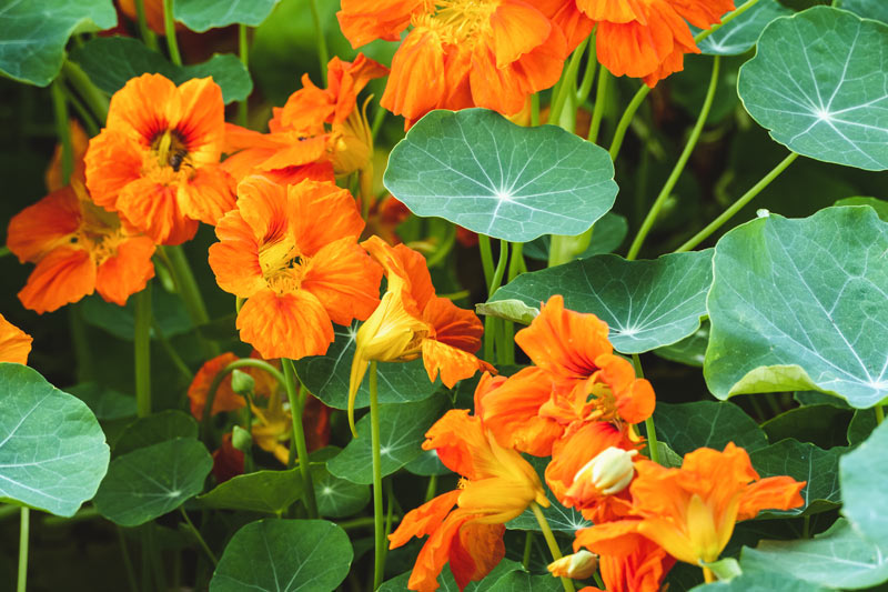  Les capucines (Tropaeolum majus)