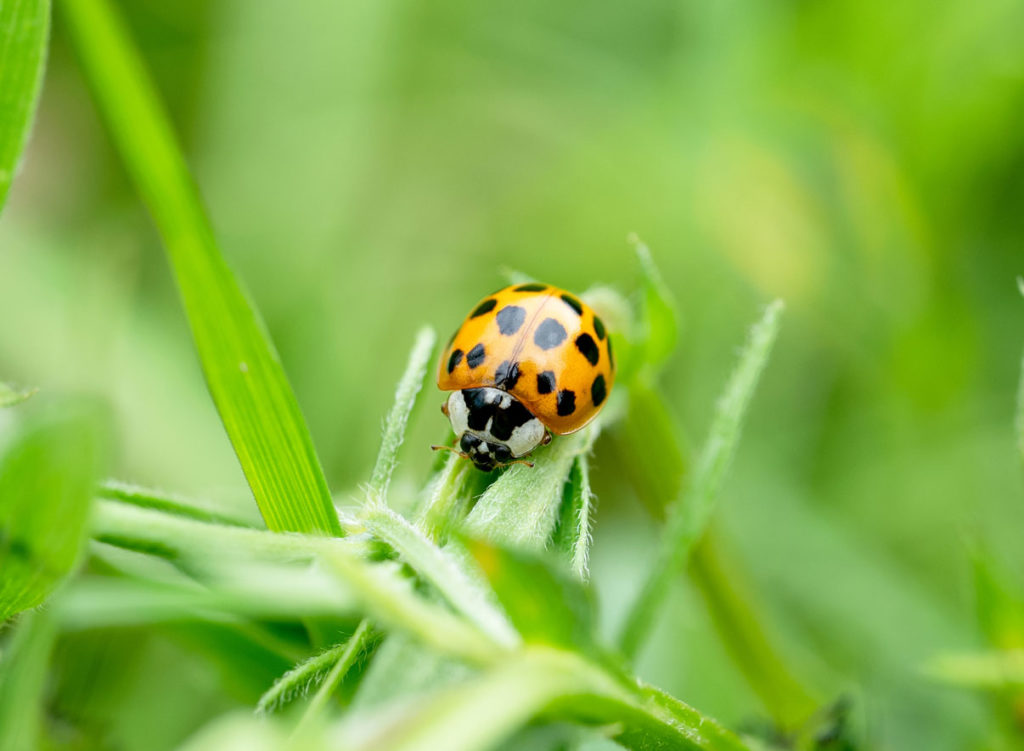 infestation de coccinelles asiatiques