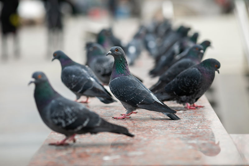 éloigner les pigeons du jardin et potager