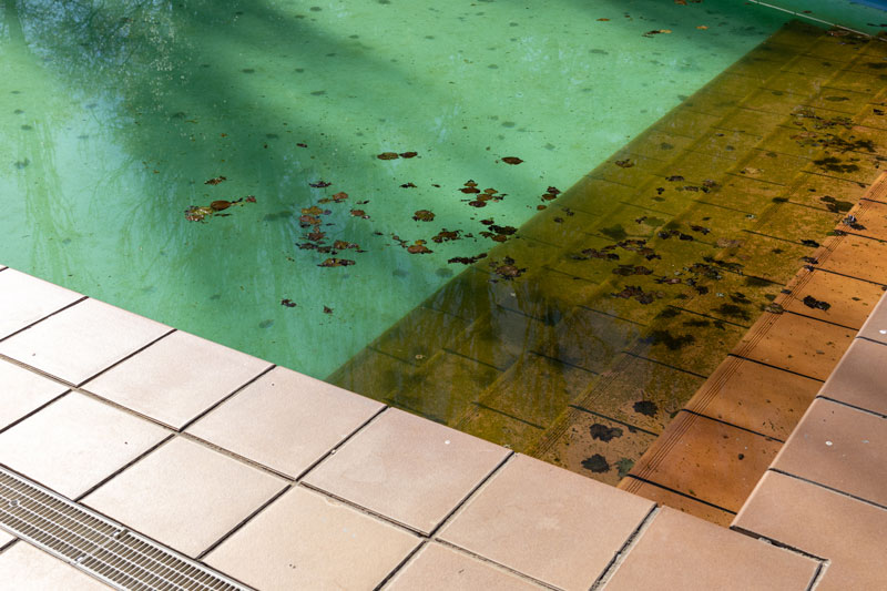 traiter votre bassin contre les algues et les bactéries