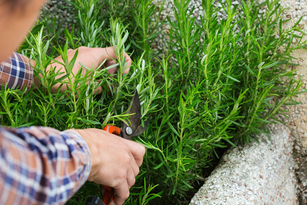 plantation et entretien du romarin dans le jardin