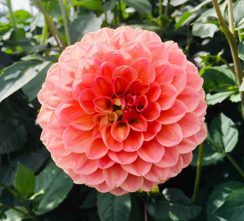 dahlias (Dahlia) : à cultiver en massif