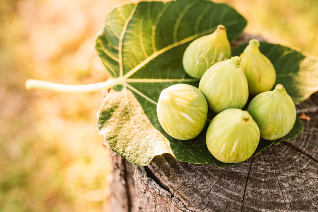 Arbres fruitiers résistants à la sécheresse : lesquels choisir et comment les entretenir ?