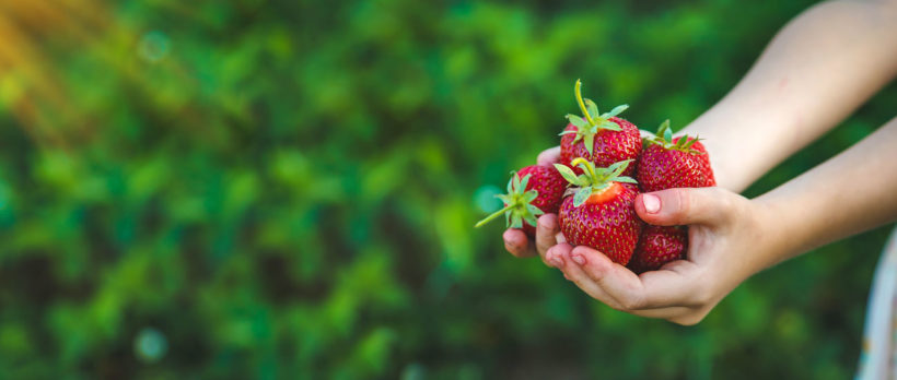 7 fruits savoureux et faciles à planter dans votre jardin en avril