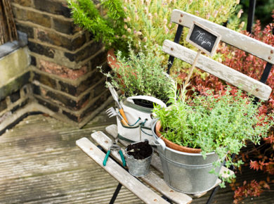 Cultivez vos herbes médicinales sur votre balcon