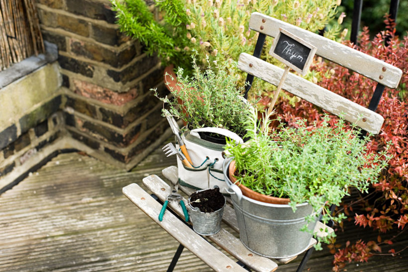 Cultivez vos herbes médicinales sur votre balcon