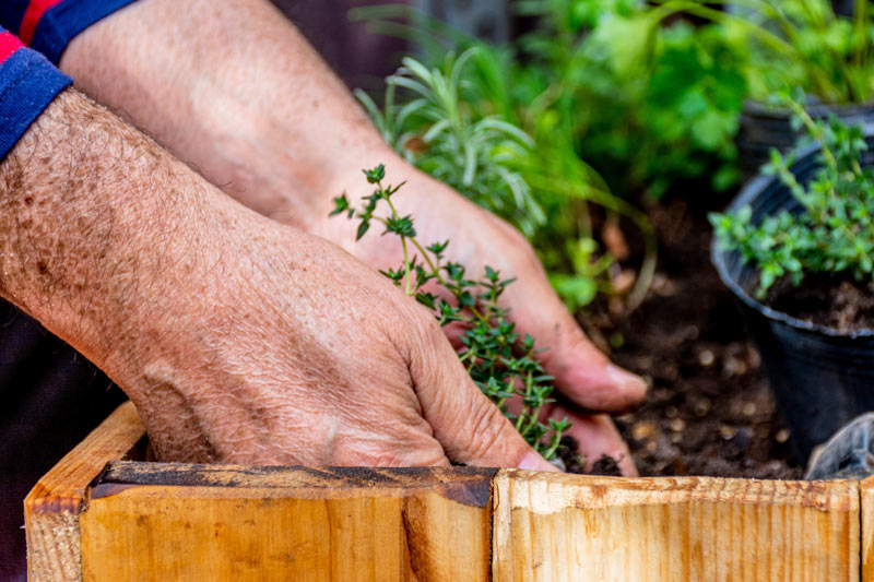 planter vos 1ers légumes dans votre jardinière de balcon