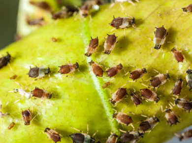 Pucerons : les meilleures astuces pour les traiter naturellement