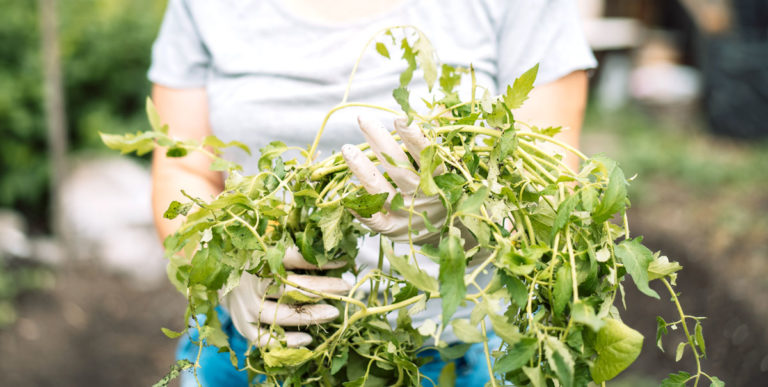 Les "mauvaises herbes" au jardin : amies ou ennemies ?