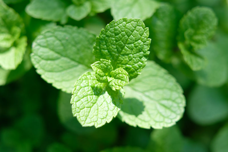 la menthe poivrée contre le mal de tête