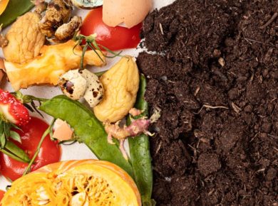 Mon compost sent mauvais : quelles sont les solutions ?