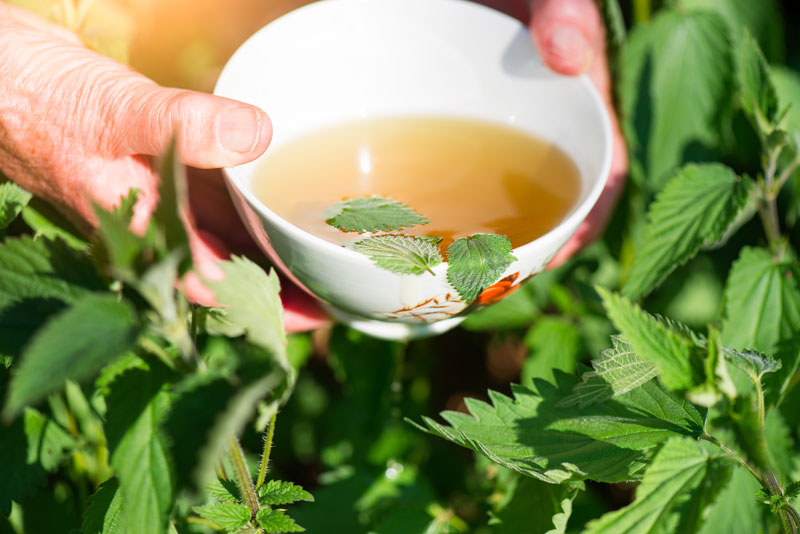 Ortie - Urtica dioica : connue pour sa teneur très élevée en fer à cultiver sur un balcon