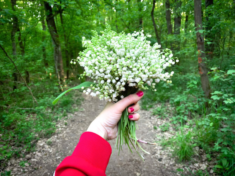 Muguet : ou pouvez-vous en trouver gratuitement et facilement ?