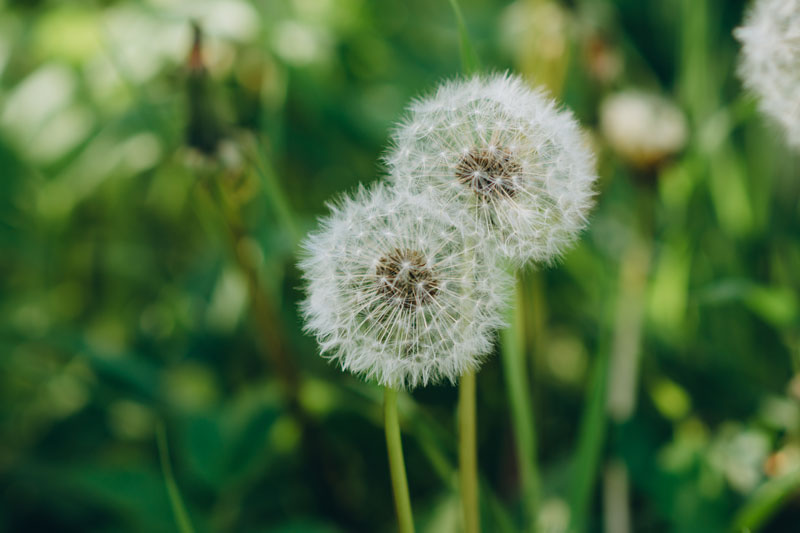 Le pissenlit : une plante diurétique et dépurative incontournable