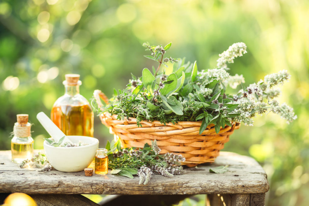 des plantes médicinales à semer dans votre jardin