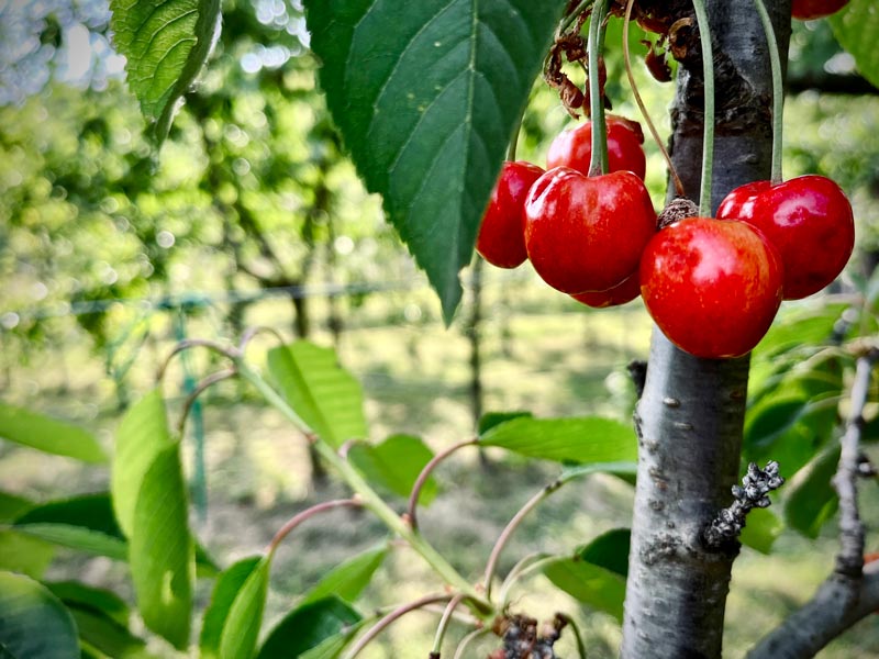 planter cerises début avril dans le jardin