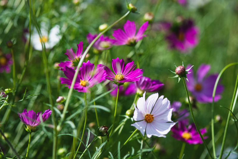 Cosmos bipinnatus et Cosmos sulphureus