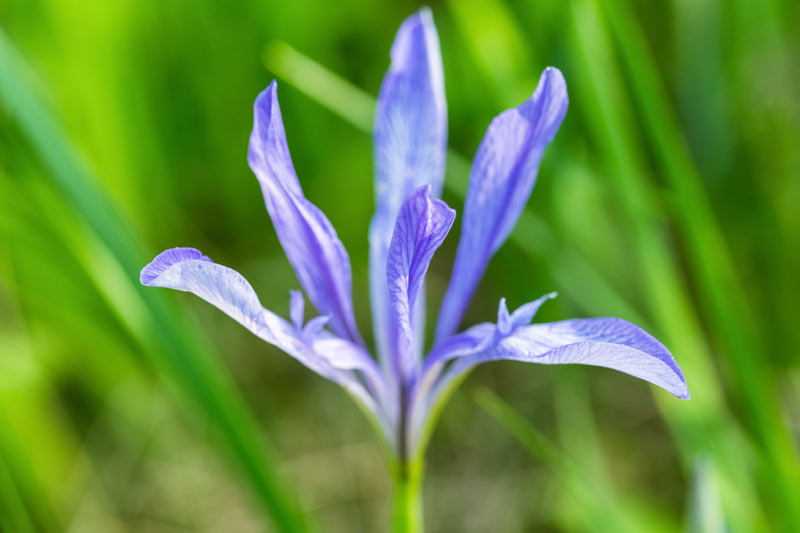 un massif harmonieux : quelles plantes en mai ?