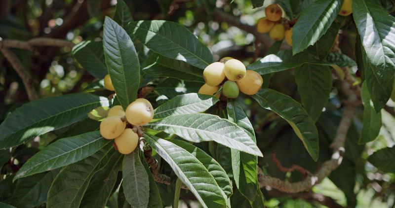 le néflier (Mespilus germanica)