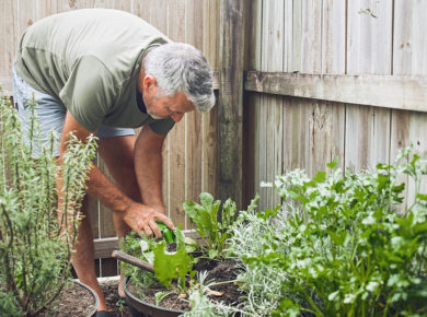 romarin dans votre jardin : les bienfaits pour votre santé