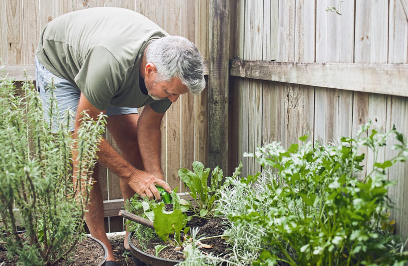 romarin dans votre jardin : les bienfaits pour votre santé