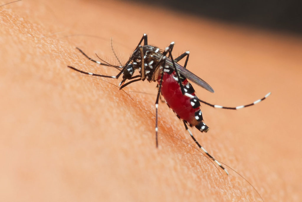 Retour des moustiques : 3 répulsifs naturels